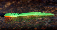 MICRO TAIL XS - 35 mm REDBASS
