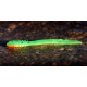 FLUO GREEN RH - UV COLOR