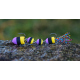 Purple/Black/Yellow (108)
