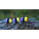 Purple/Black/Yellow (108)