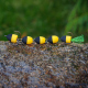 Black/Yellow (111)