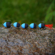 Blue/Black (117)