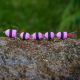 Pink/Black/Pink (114)