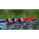 Black/Red (107)