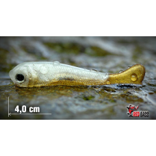Mikrosmáček REDBASS SSF 1B