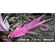 Pink/Silver - UV COLOR
