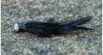 Color: Black