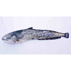 Polštář - Sumec velký - 200 cm