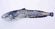 Polštář - Sumec velký - 200 cm