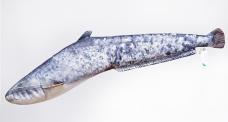 Polštář - Sumec velký - 62 cm