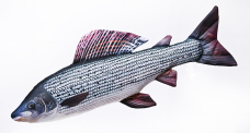 Polštář - Lipan - 65 cm