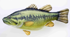 Polštář - Black Bass - 67 cm