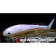 GHOST SHAD