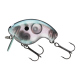 Gizzard Shad
